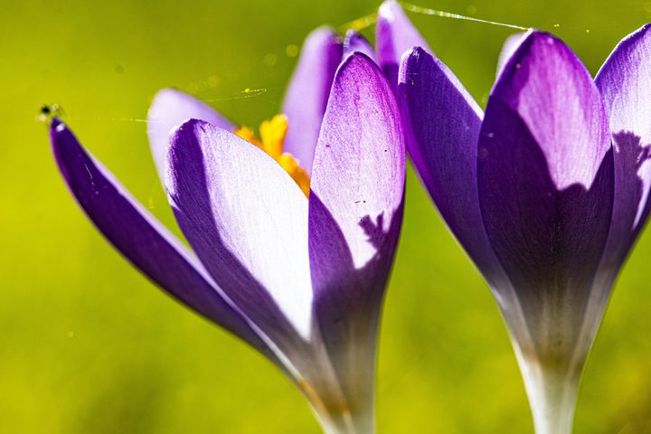Purple crocuses opening in the spring sunshine